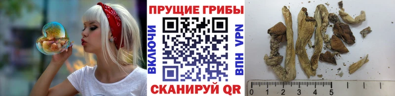 Галлюциногенные грибы Cubensis гидра ССЫЛКА Темрюк где купить наркоту